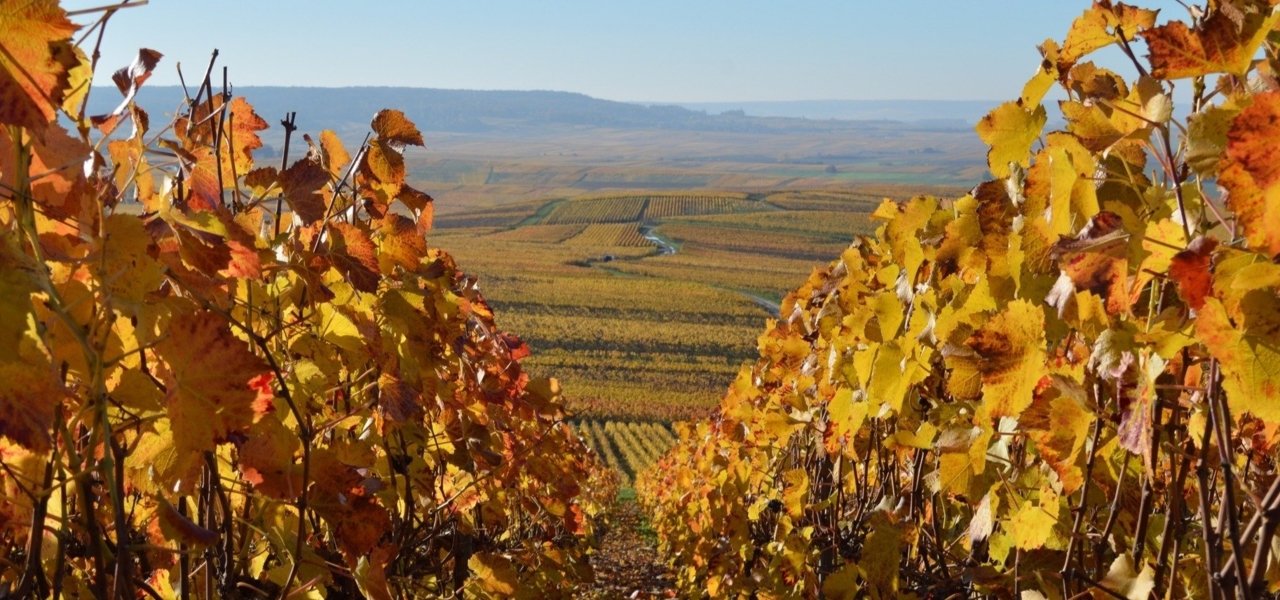 Local wine travel expert in Champagne, France